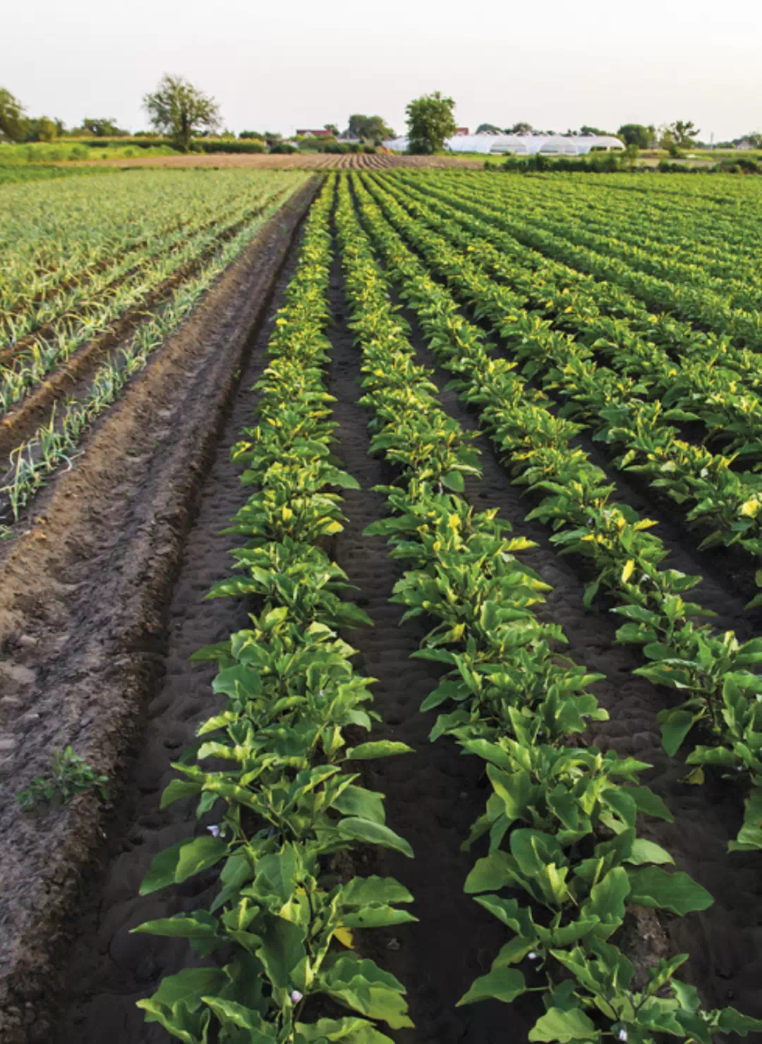 Agroindustria y Riego